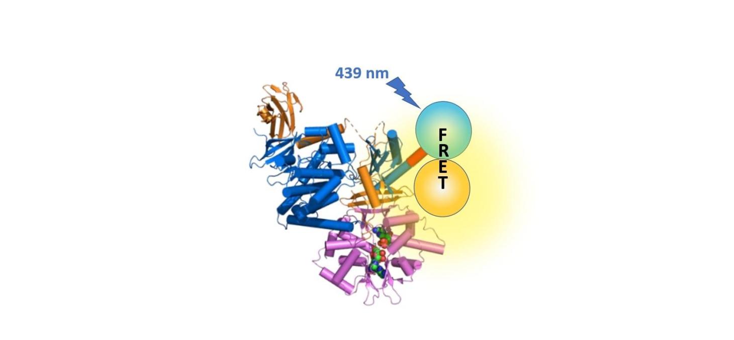 Picture nano-sensor of cellular energy states