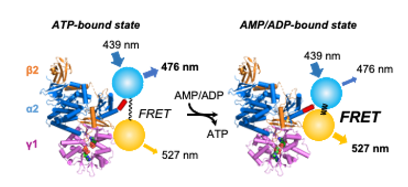 Project betaFRET (ANR): 